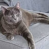 animal, cat, close_up, comfortable, couch, domestic_cat, ears, eyes, feline, fur, furniture, gray_cat, home, indoor, laying_down, paw, pet, relaxed, resting, whiskers