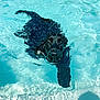 Tiamo participe au concours pour gagner de l'argent avec cette photo : animal, aquatic, black_dog, canine, dog, fun, leisure, nature, outdoor, pet, playful, pool, reflection, ripples, summer, summer_day, sunlight, swimming, water, wet