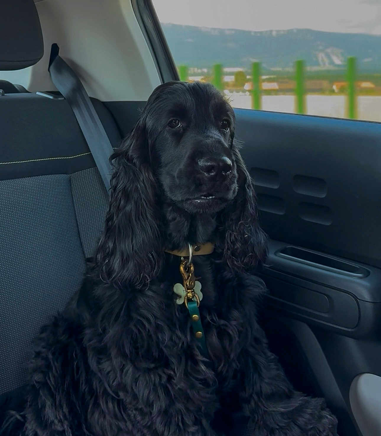 Tiamo a rejoint le concours — aidez-le/la à gagner de superbes lots ! animal, backseat, black_dog, calm, canine, car_interior, collar, curly_fur, dog, domestic_animal, fur, indoor, landscape, leash, pet, portrait, road_trip, seatbelt, sitting, window