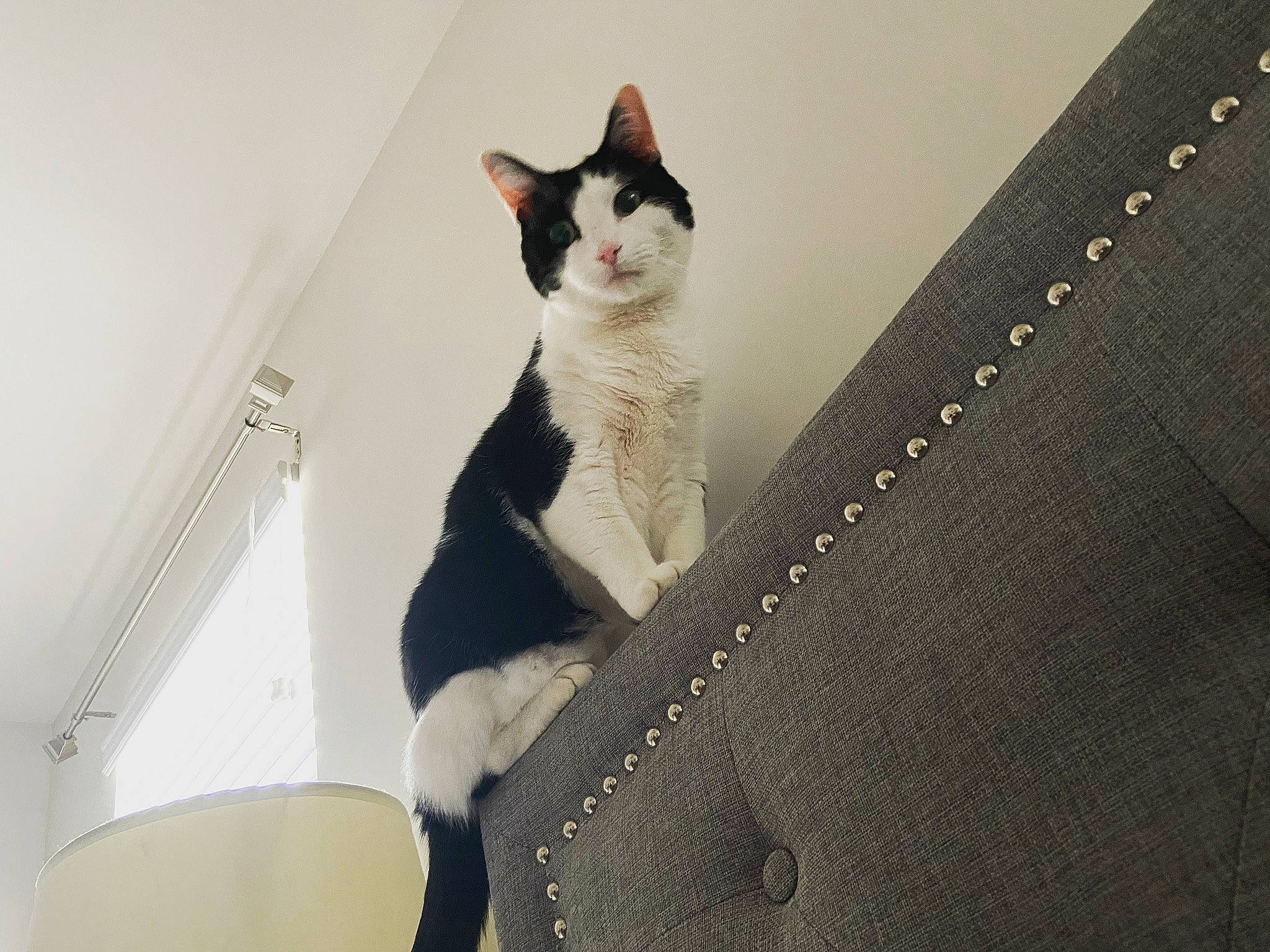 Kenobi joined the competition — help win amazing prizes! audio_equipment, box, cardboard, carnivore, cat, comfort, couch, domestic_short_haired_cat, felidae, formal_wear, fur, sitting, small_to_medium_sized_cats, snout, stairs, tail, tree, whiskers, window, wood