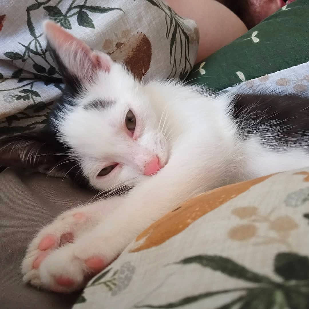 Oreo is registered to the contest to win money with this photo: bed, carnivore, cat, claw, comfort, domestic_short_haired_cat, eye, felidae, foot, fur, human_leg, lap, nail, nap, paw, sleep, small_to_medium_sized_cats, snout, tail, whiskers