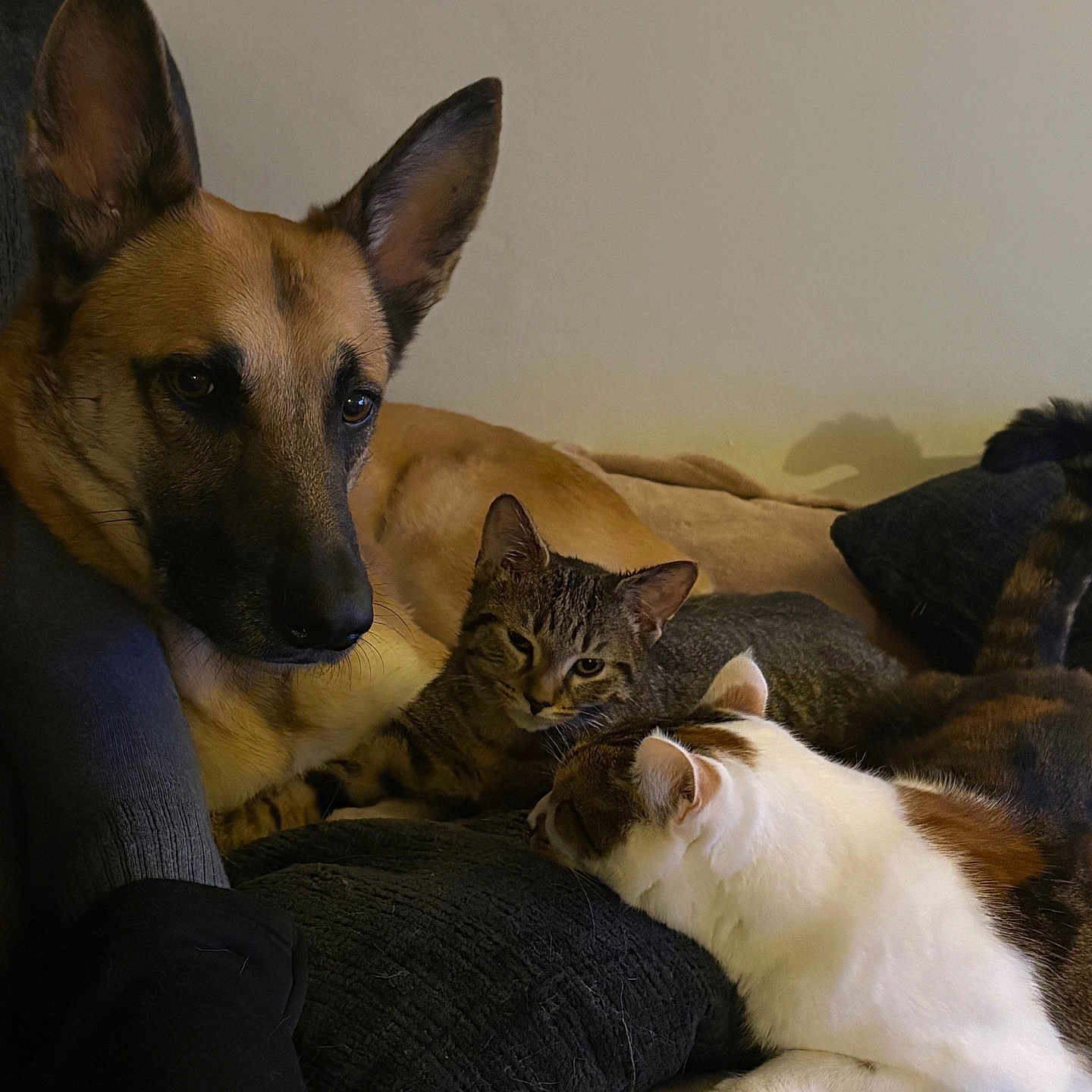 Priska participe au concours pour gagner de l'argent avec cette photo : animal, blanket, cat, companion, couch, cozy, dog, ears, friendship, fur, furniture, german_shepherd, indoor, paw, pet, relaxed, resting, tabby_cat, whiskers, white_cat