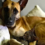 Priska participe au concours pour gagner de l'argent avec cette photo : animal, brown_dog, cat, closeup, comfort, companionship, couch, cozy, dog, ears, face, friendship, fur, furry, indoor, pet, pillow, relaxed, resting, tabby_cat