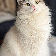 Manoucheka a rejoint le concours — aidez-le/la à gagner de superbes lots ! animal, beautiful, cat, closeup, curious, cute, domestic_cat, feline, fluffy, fur, indoor, looking_up, mammal, pet, portrait, sitting, soft, whiskers, white_fur, yellow_eyes