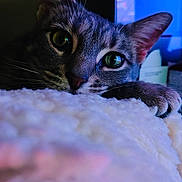 Smoochie is registered to the contest to win money with this photo: cat, feline, pet, close_up, green_eyes, whiskers, fur, paw, cozy, blanket, indoor, computer_monitor, screen_glow, bokeh, shallow_depth_of_field, portrait, tabby, sleepy, nose, whisker_detail