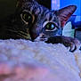 cat, feline, pet, close_up, green_eyes, whiskers, fur, paw, cozy, blanket, indoor, computer_monitor, screen_glow, bokeh, shallow_depth_of_field, portrait, tabby, sleepy, nose, whisker_detail