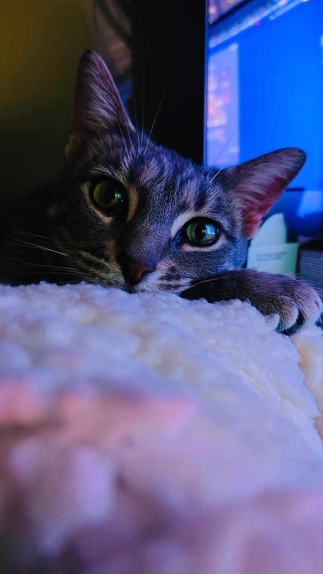 Smoochie is registered to the contest to win money with this photo: cat, feline, pet, close_up, green_eyes, whiskers, fur, paw, cozy, blanket, indoor, computer_monitor, screen_glow, bokeh, shallow_depth_of_field, portrait, tabby, sleepy, nose, whisker_detail