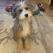 Chloe joined the competition — help win amazing prizes! dog, puppy, fluffy, sitting, indoor, carpet, dog_bed, toy, plush_toy, head_tilt, curious, brown, white, gray, fur, pet, home, floor, cute, animal