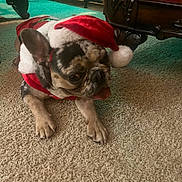 Bentley is registered to the contest to win money with this photo: animal, carpet, christmas_outfit, companion, cozy, cute, dog, domestic, festive, french_bulldog, furniture, holiday, household, indoor, lying_down, mammal, pet, santa_hat, small_dog, tongue_out