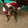 animal, carpet, christmas_outfit, companion, cozy, cute, dog, domestic, festive, french_bulldog, furniture, holiday, household, indoor, lying_down, mammal, pet, santa_hat, small_dog, tongue_out