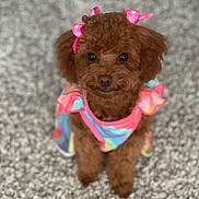 Jinger joined the competition — help win amazing prizes! adorable, animal, bow, brown, carpet, colorful, cute, cute_pet, dog, dress, fur, indoor, looking, pastel, pet, poodle, portrait, puppy, sitting, small