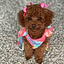 adorable, animal, bow, brown, carpet, colorful, cute, cute_pet, dog, dress, fur, indoor, looking, pastel, pet, poodle, portrait, puppy, sitting, small