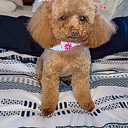 Jinger joined the competition — help win amazing prizes! dog, poodle, brown, bed, bedspread, pillows, blanket, pet, animal, cute, fluffy, ears, bow, fur, indoor, portrait, looking, sitting, cozy, home