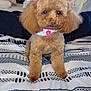 dog, poodle, brown, bed, bedspread, pillows, blanket, pet, animal, cute, fluffy, ears, bow, fur, indoor, portrait, looking, sitting, cozy, home