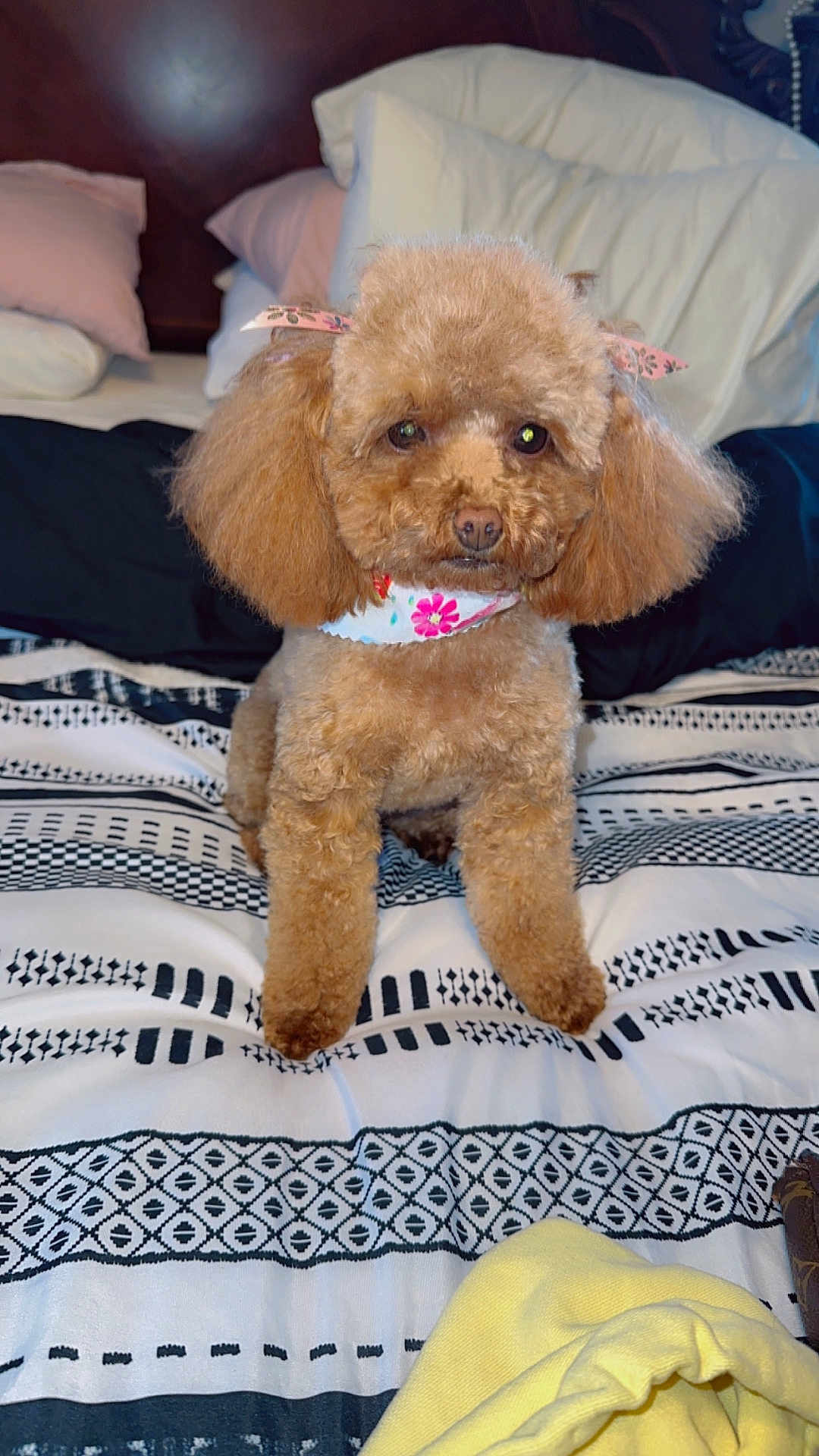 Jinger joined the competition — help win amazing prizes! dog, poodle, brown, bed, bedspread, pillows, blanket, pet, animal, cute, fluffy, ears, bow, fur, indoor, portrait, looking, sitting, cozy, home