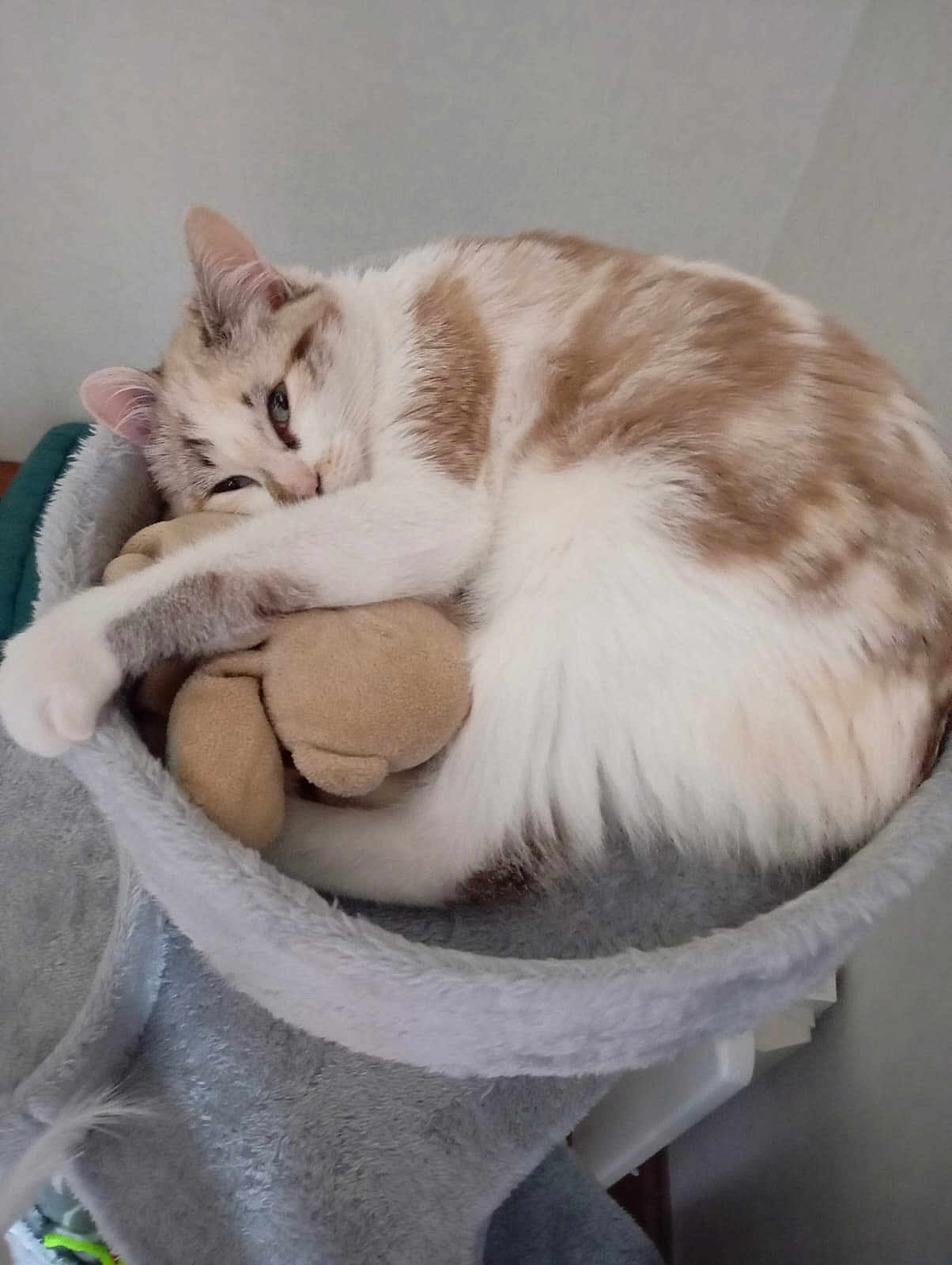 Violette participe au concours pour gagner de l'argent avec cette photo : cat, feline, pet, sleeping, curled_up, cat_bed, plush_toy, toy, cozy, fur, white_fur, brown_fur, indoor, paw, whiskers, ear, resting, cute, closeup, relaxed