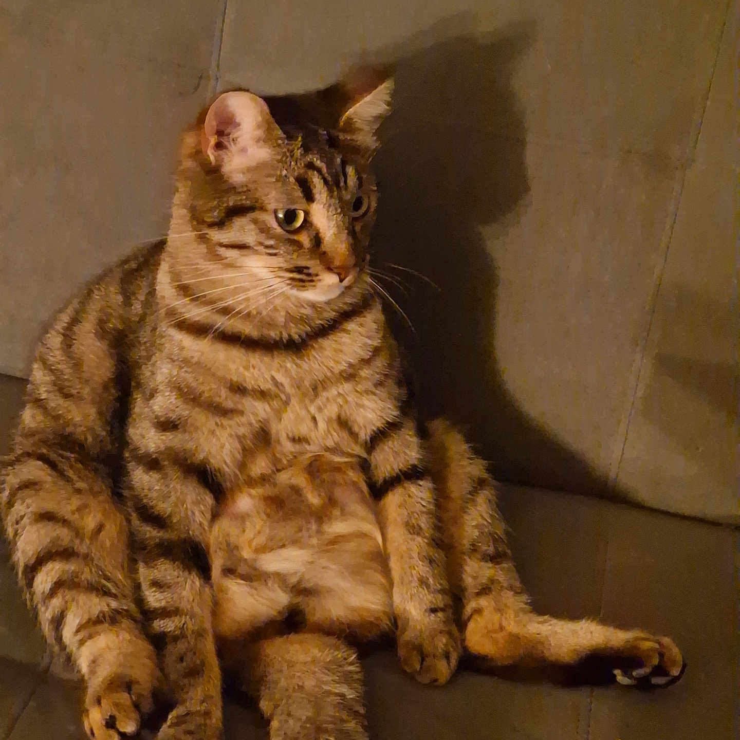 Baki a rejoint le concours — aidez-le/la à gagner de superbes lots ! abyssinian, angora, animal, architecture, armchair, building, cat, chair, couch, furniture, hardwood, indoors, kitten, livingroom, manx, pet, plywood, room, wood