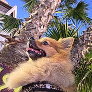 Tessa a rejoint le concours — aidez-le/la à gagner de superbes lots ! dog, pomeranian, fluffy, leopard_print_harness, outdoor, palm_tree, sky, sunny, happy, pet, animal, nature, greenery, tongue_out, close_up, cute, fur, daytime, canine, smiling