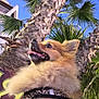 dog, pomeranian, fluffy, leopard_print_harness, outdoor, palm_tree, sky, sunny, happy, pet, animal, nature, greenery, tongue_out, close_up, cute, fur, daytime, canine, smiling