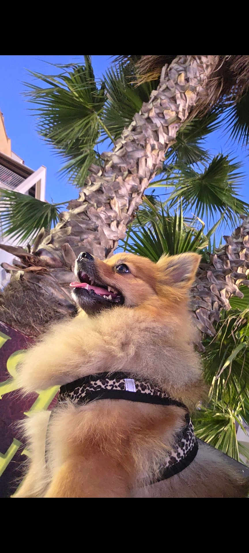 Tessa a rejoint le concours — aidez-le/la à gagner de superbes lots ! dog, pomeranian, fluffy, leopard_print_harness, outdoor, palm_tree, sky, sunny, happy, pet, animal, nature, greenery, tongue_out, close_up, cute, fur, daytime, canine, smiling