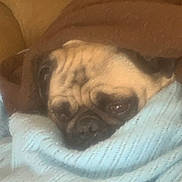 Pugsy joined the competition — help win amazing prizes! dog, pug, blanket, brown, blue, cozy, sleepy, pet, face, fur, indoors, resting, snug, cute, animal, portrait, wrapped, comfort, soft, relaxed