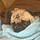Pugsy