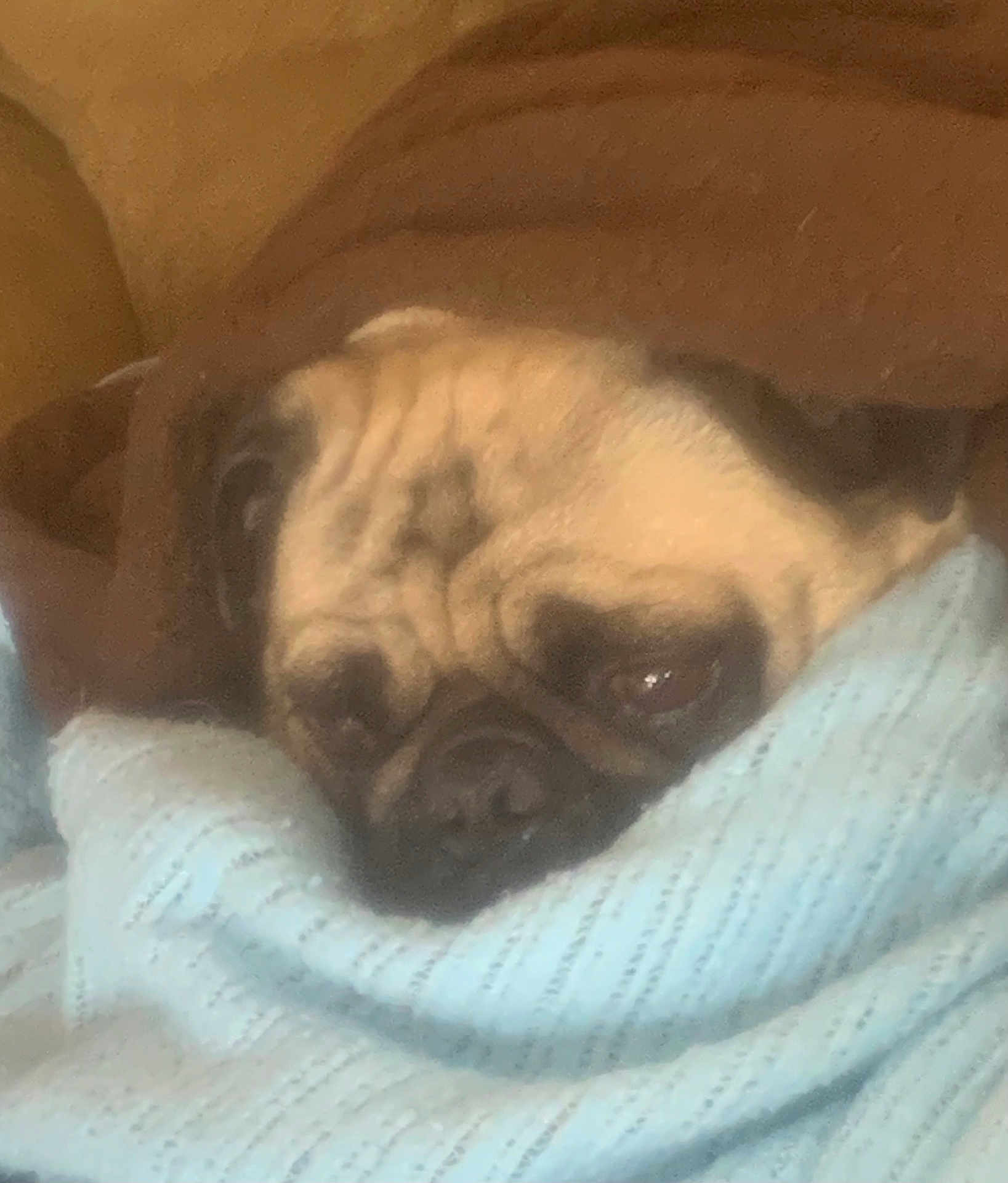 Pugsy