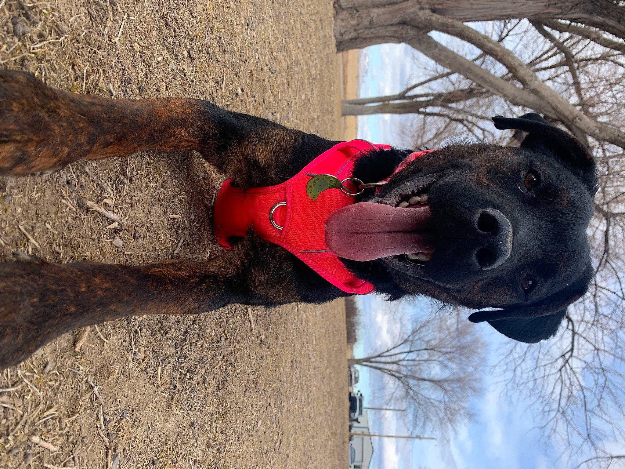 Toad Malone is registered to the contest to win money with this photo: art, carmine, dog, fawn, fun, pet_supply, plant, recreation, sculpture, sky, smile, snout, snow, sporting_group, statue, tree, trunk, winter, wood, working_animal