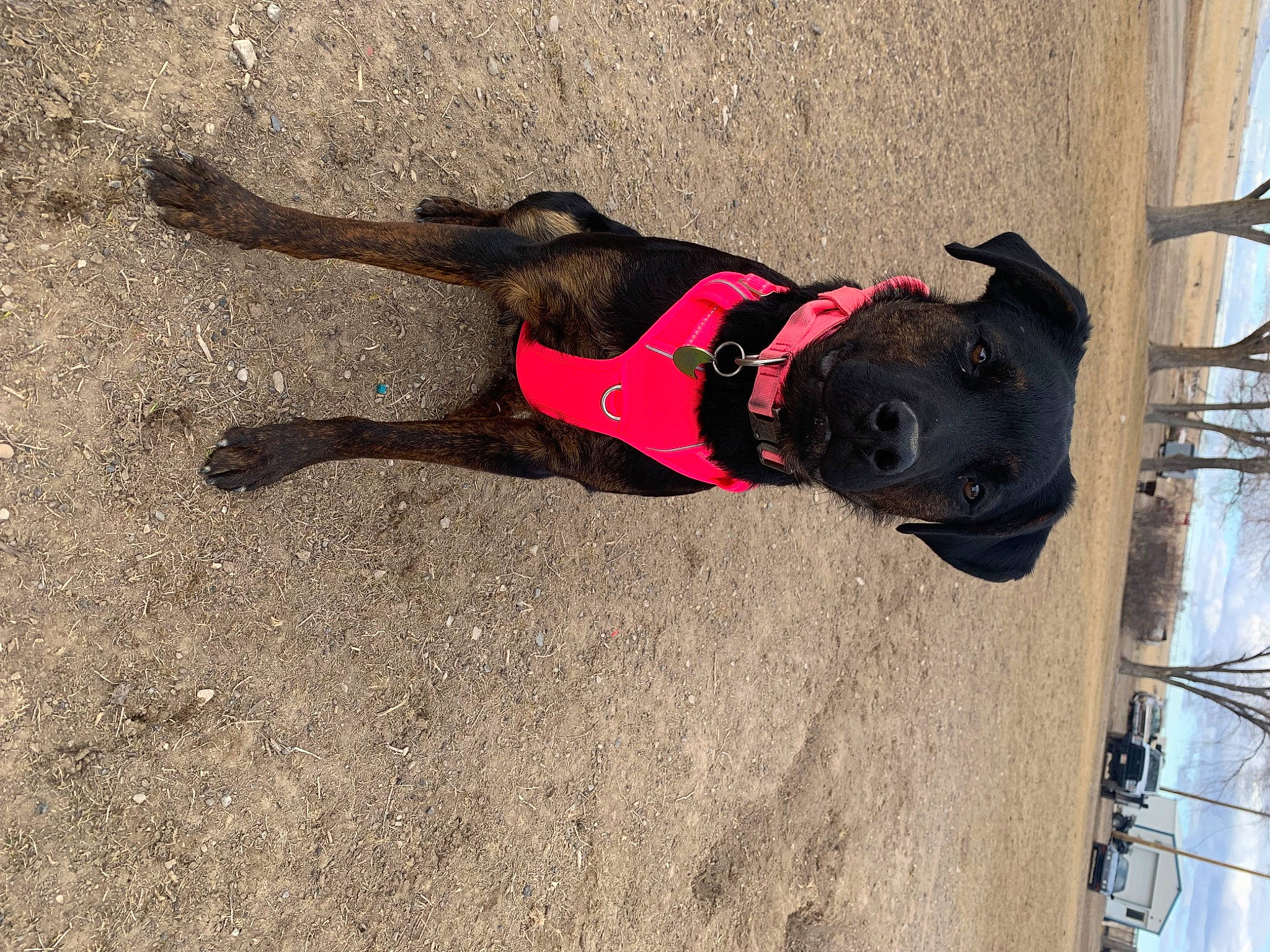 Toad Malone joined the competition — help win amazing prizes! adventure, canidae, carnivore, collar, companion_dog, dog, dog_breed, dog_collar, dog_supply, fashion_accessory, fawn, guard_dog, leash, pet_supply, shadow, snout, sporting_group, tail, window, working_animal