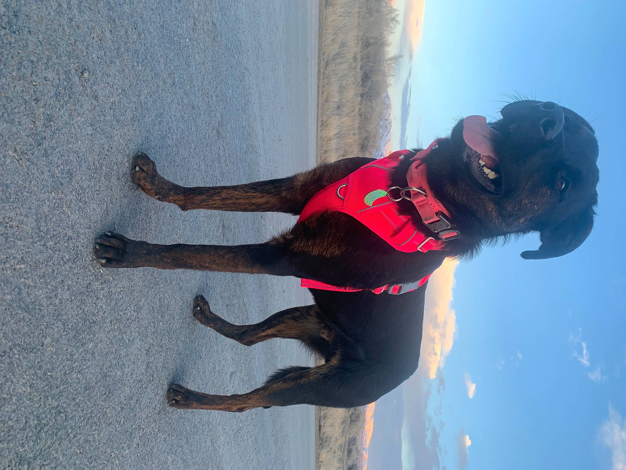 Toad Malone joined the competition — help win amazing prizes! adventure, diving_equipment, dog, dry_suit, elbow, electric_blue, extreme_sport, fun, hat, human_leg, knee, leisure, personal_protective_equipment, recreation, sky, smile, sports, thigh, water, wetsuit