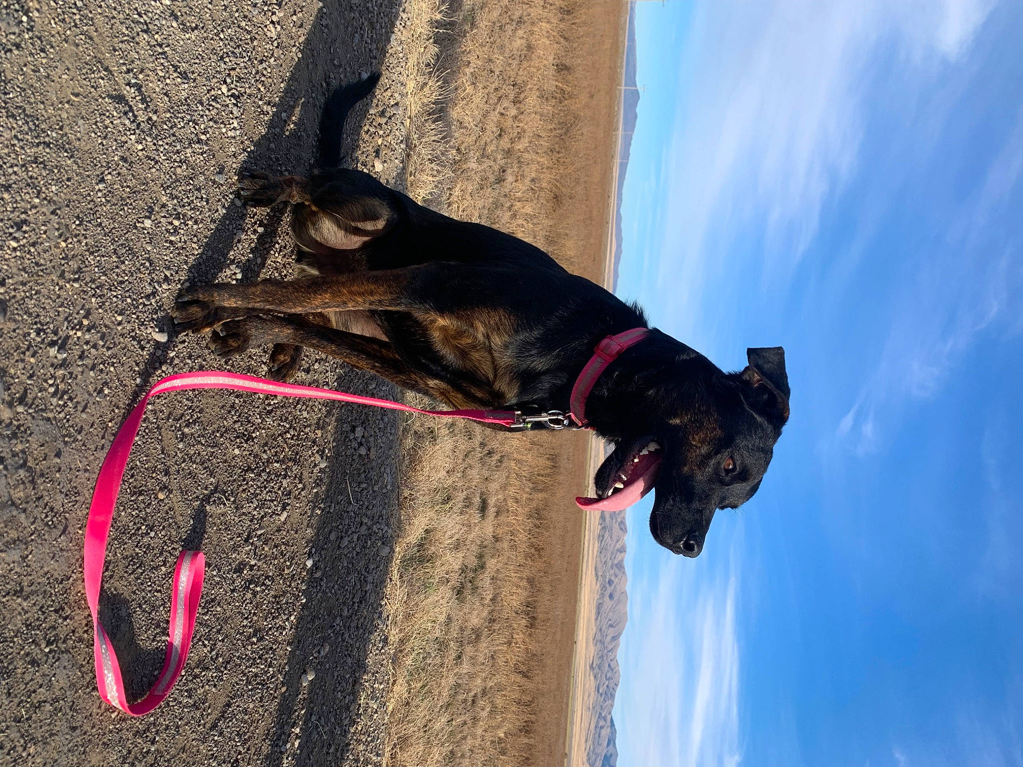 Toad Malone joined the competition — help win amazing prizes! adventure, asphalt, carnivore, cloud, collar, dog, dog_breed, dog_collar, electric_blue, fashion_accessory, fawn, leash, pet_supply, recreation, rope, sky, snout, sporting_group, window, working_animal