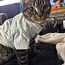 Alfred is registered to the contest to win money with this photo: cat, tabby_cat, denim_jacket, pet_clothing, indoor, bed, blanket, window, painting, pirate, furniture, cozy, whiskers, curious, domestic_cat, striped_fur, close_up, animal, cute, portrait