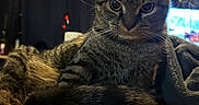 Alfred joined the competition — help win amazing prizes! animal, bed, blanket, cat, comfort, cozy, curious, domestic, ears, eyes, feline, fur, indoor, mammal, pet, portrait, relaxed, resting, tabby, whiskers