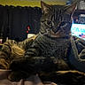Alfred joined the competition — help win amazing prizes! cat, tabby, animal, pet, indoor, bed, blanket, fur, whiskers, ears, eyes, curious, relaxed, feline, resting, cozy, comfort, domestic, mammal, portrait