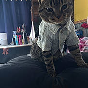 Alfred is registered to the contest to win money with this photo: cat, tabby_cat, denim_jacket, pet_clothing, indoor, curtains, cushion, furniture, sitting, household_items, shelf, yellow_wall, black_cushion, portrait, domestic_cat, feline, whiskers, ears, fur, cute_pet