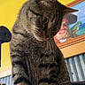 cat, tabby_cat, striped, pet, animal, feline, curious, indoor, yellow_wall, painting, parrot, pirate, portrait, closeup, fur, whiskers, ears, seated, looking_down, house