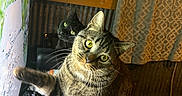 Alfred is registered to the contest to win money with this photo: tabby_cat, black_cat, indoor, television, gaming_controller, curious, paw, table, curtain, yellow_wall, home_interior, pet, feline, playful, whiskers, closeup, domestic_animal, light, shadow, relaxing