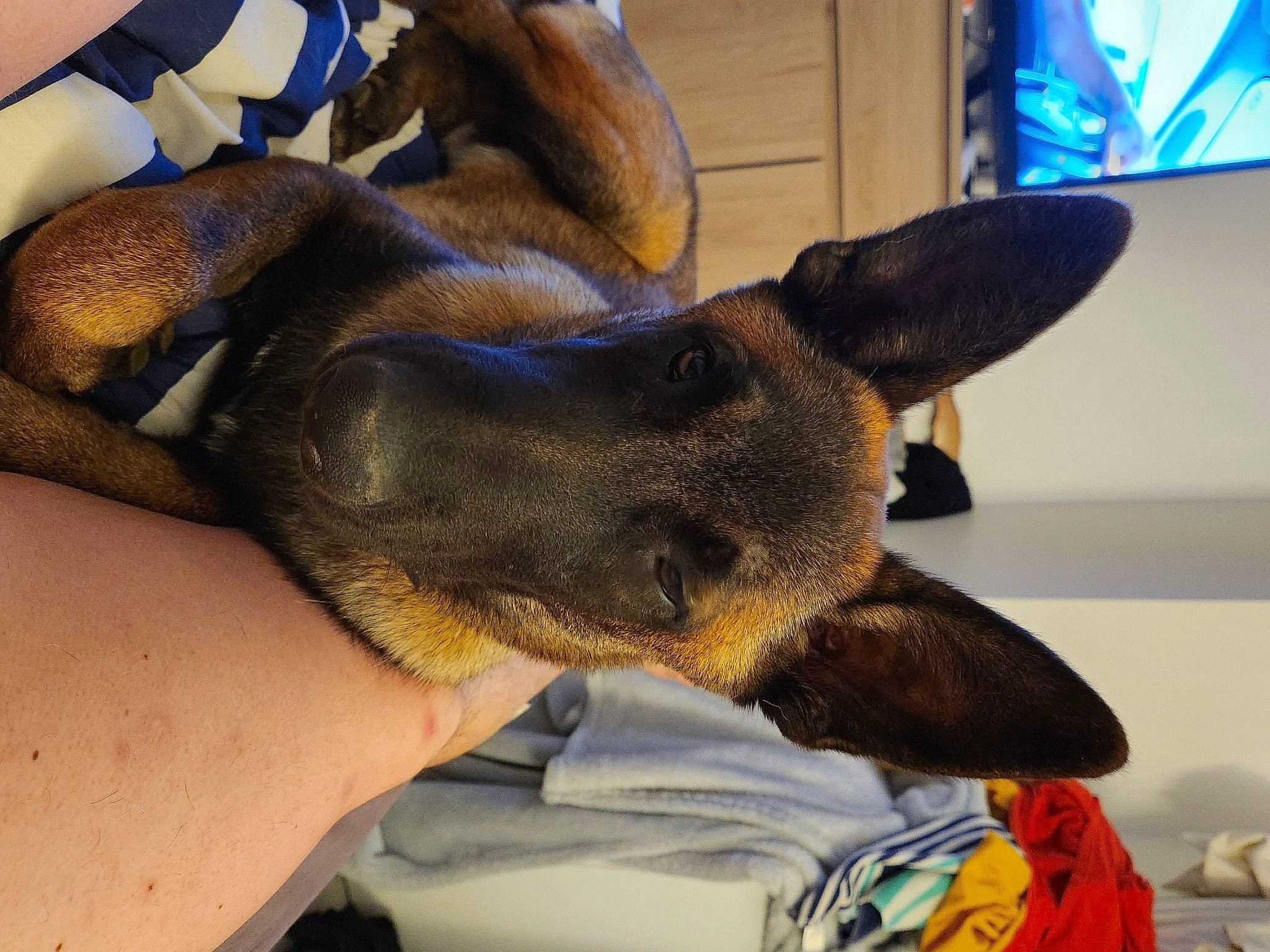 Tayson participe au concours pour gagner de l'argent avec cette photo : canidae, carnivore, claw, comfort, companion_dog, dog, dog_breed, ear, fawn, fur, gesture, nap, paw, schutzhund, sharing, snout, sporting_group, toy_dog, whiskers, working_animal