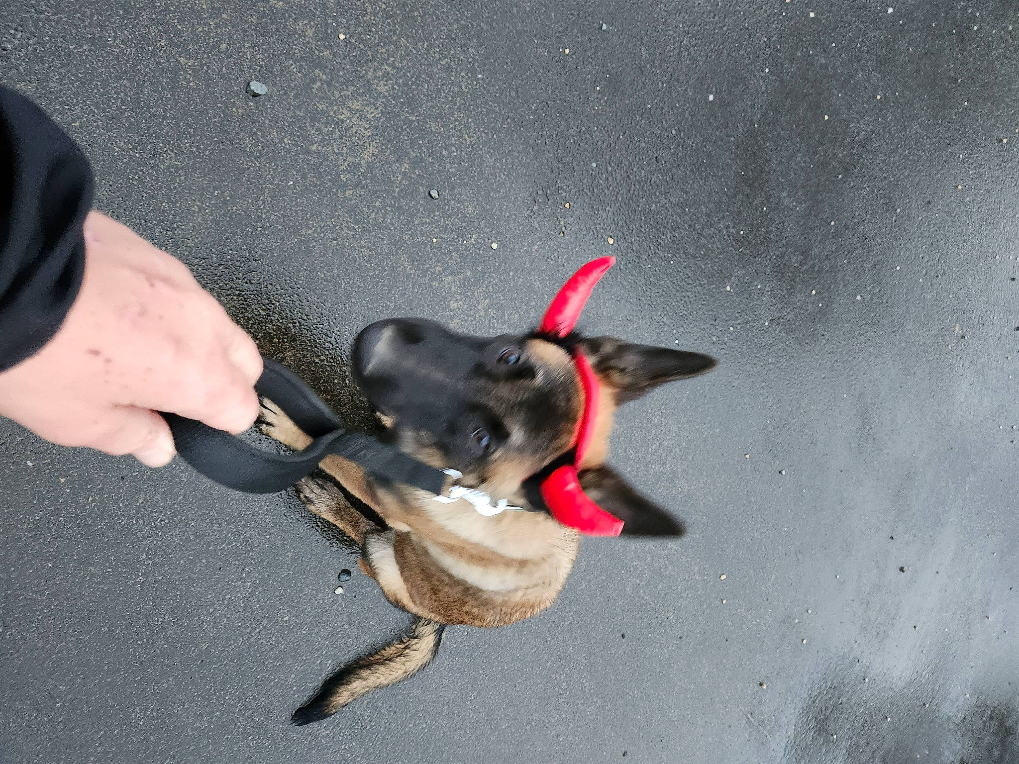 Tayson a rejoint le concours — aidez-le/la à gagner de superbes lots ! asphalt, canidae, carmine, carnivore, collar, companion_dog, dog, dog_breed, dog_collar, dog_supply, fawn, gesture, leash, paw, pet_supply, snout, sporting_group, tail, toy_dog, working_animal