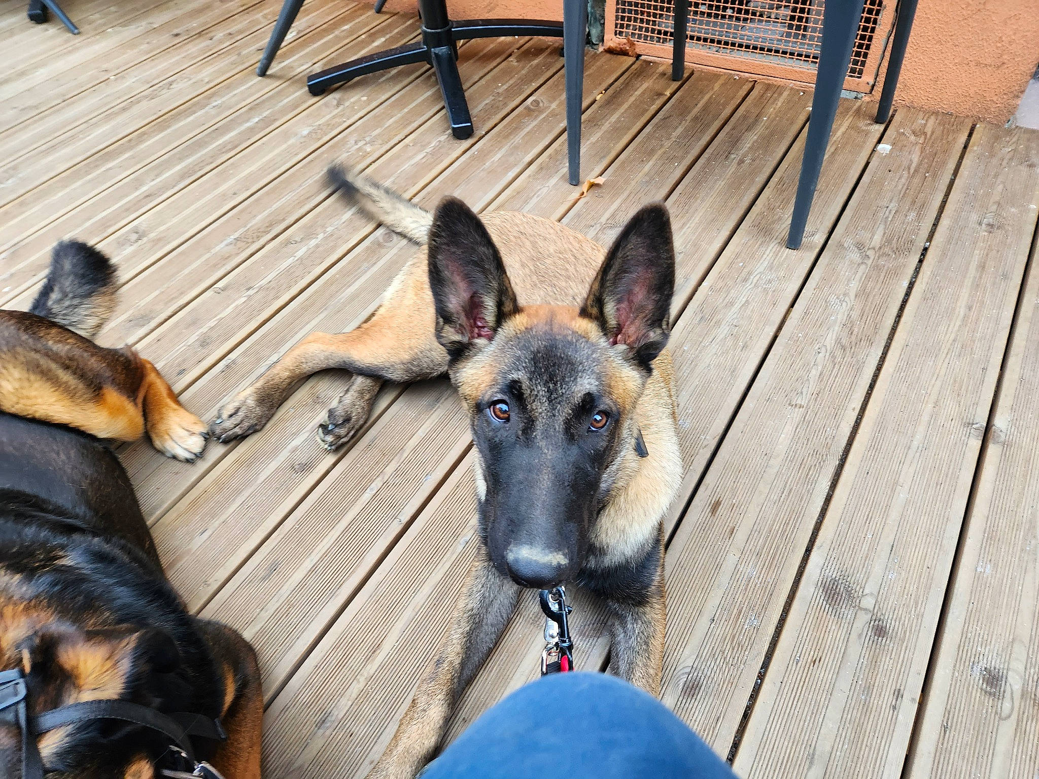 Tayson a rejoint le concours — aidez-le/la à gagner de superbes lots ! belgian_shepherd_malinois, canidae, carnivore, companion_dog, dog, dog_breed, dog_supply, east_european_shepherd, fawn, german_shepherd_dog, hardwood, herding_dog, king_shepherd, old_german_shepherd_dog, plank, snout, sporting_group, wood, working_animal, working_dog