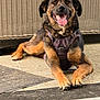 dog, smiling, tongue_out, harness, outdoor, woven_backdrop, relaxed, brown_fur, black_fur, paws, pet, canine, animal, laying_down, happy, fur_texture, closeup, daylight, domestic_animal, resting