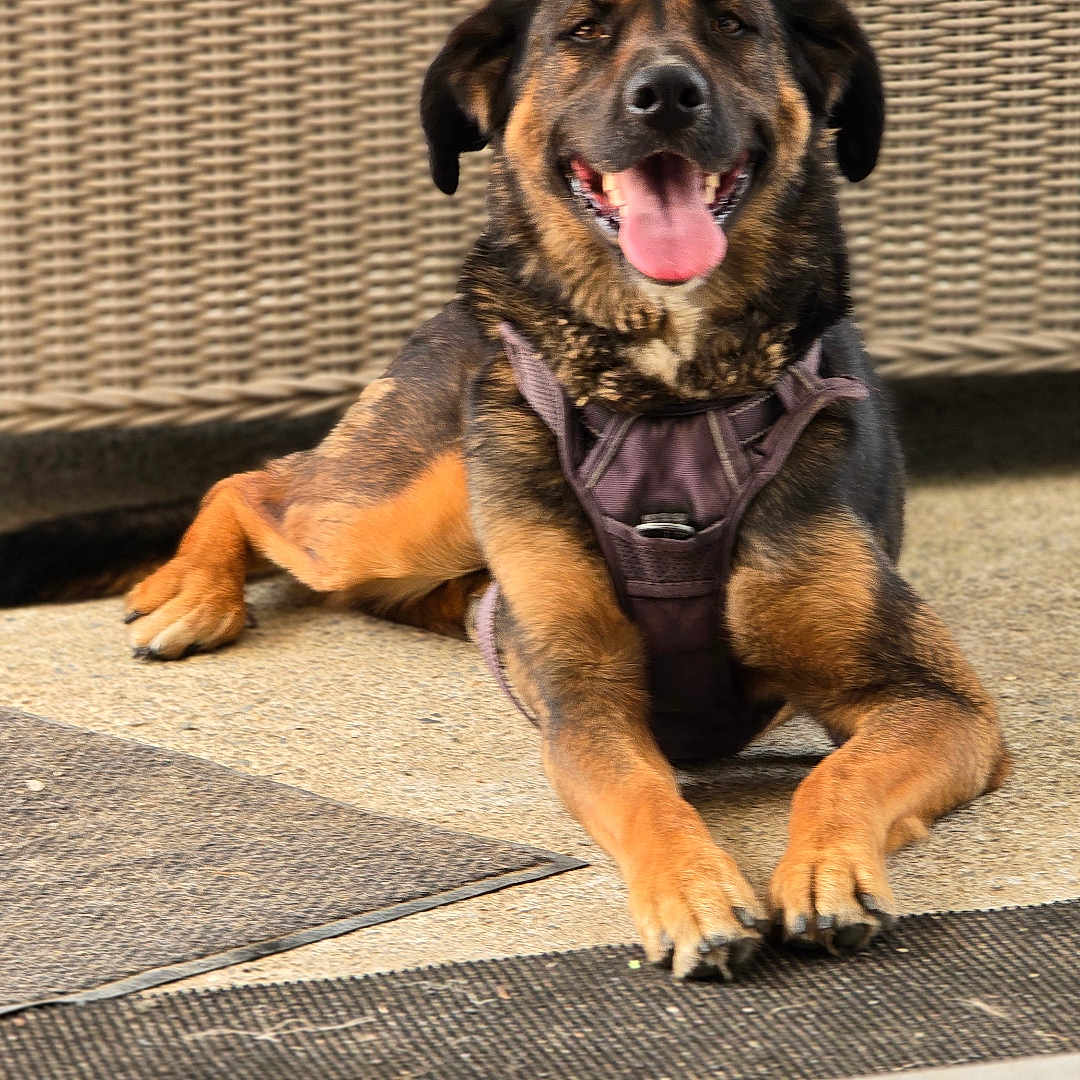 Ruby a rejoint le concours — aidez-le/la à gagner de superbes lots ! animal, black_fur, brown_fur, canine, closeup, daylight, dog, domestic_animal, fur_texture, happy, harness, laying_down, outdoor, paws, pet, relaxed, resting, smiling, tongue_out, woven_backdrop