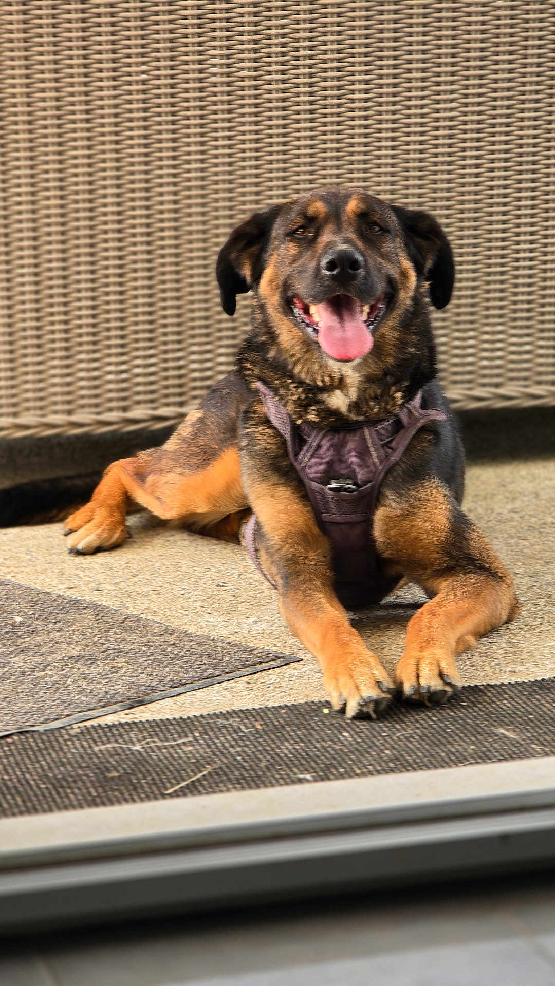 Ruby a rejoint le concours — aidez-le/la à gagner de superbes lots ! dog, smiling, tongue_out, harness, outdoor, woven_backdrop, relaxed, brown_fur, black_fur, paws, pet, canine, animal, laying_down, happy, fur_texture, closeup, daylight, domestic_animal, resting