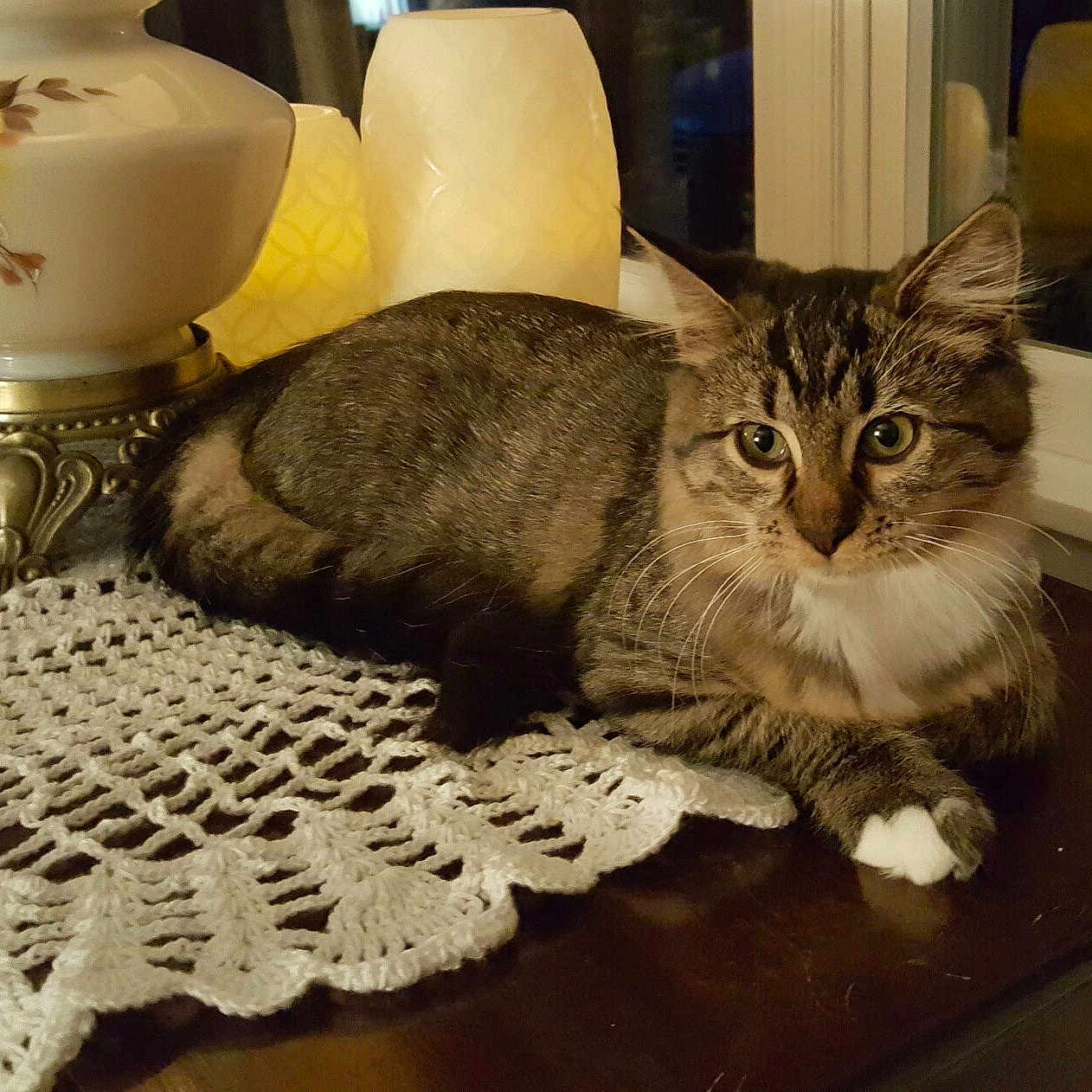Gizzy is registered to the contest to win money with this photo: animal, architecture, art, building, cat, diningroom, diningtable, furniture, homedecor, indoors, jar, lamp, linen, pet, plant, porcelain, pottedplant, pottery, room, table