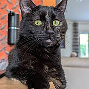 Gribouille participe au concours pour gagner de l'argent avec cette photo : animal, cat, close_up, cozy, domestic_cat, ears, face, feline, fur, green_eyes, home, indoor, looking, paw, pet, portrait, relaxed, tortoiseshell, whiskers, wooden_surface
