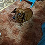 dog, dachshund, brown_dog, carpet, indoor, floor, chair, blue_chair, linoleum_floor, pet, animal, looking_up, curious, canine, small_dog, fur, paw, snout, ears, home