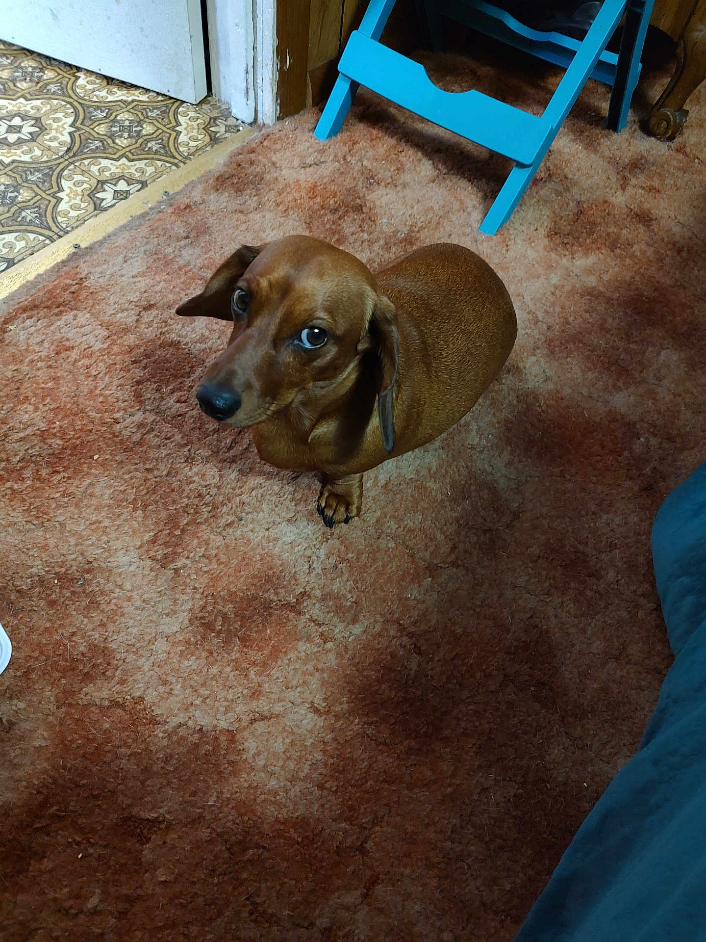 Coco is registered to the contest to win money with this photo: dog, dachshund, brown_dog, carpet, indoor, floor, chair, blue_chair, linoleum_floor, pet, animal, looking_up, curious, canine, small_dog, fur, paw, snout, ears, home