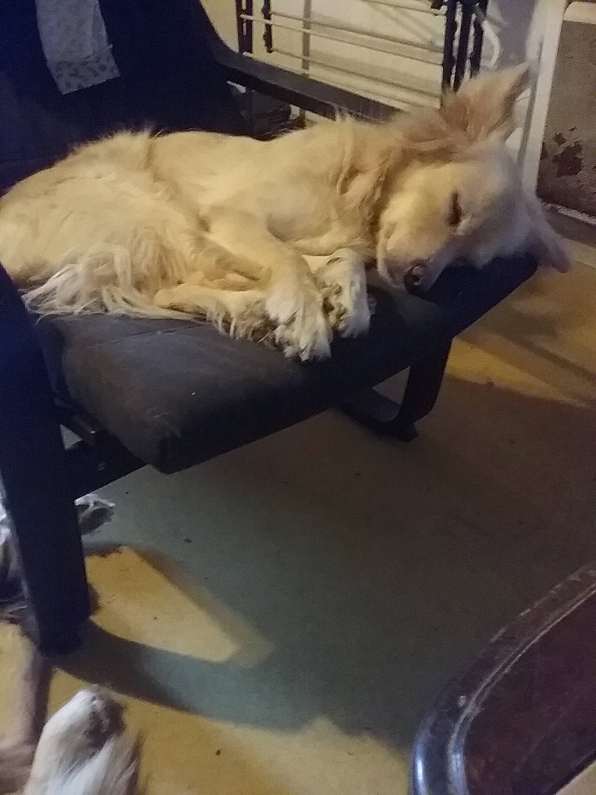 Rosa participe au concours pour gagner de l'argent avec cette photo : carnivore, chair, cloud, comfort, companion_dog, dog, dog_breed, felidae, flooring, fur, metal, nap, paw, small_to_medium_sized_cats, tail, terrestrial_animal, toy_dog, whiskers, wood, working_animal