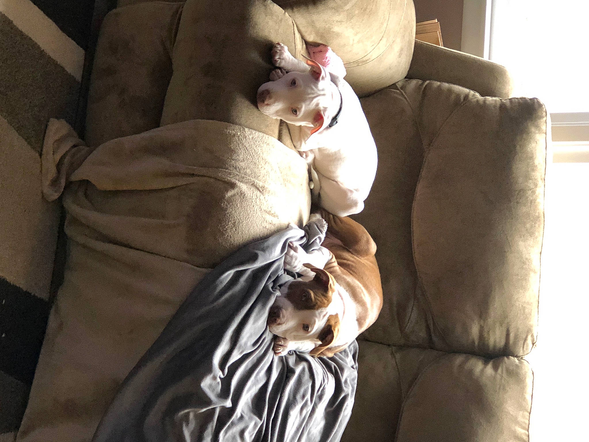 Luna joined the competition — help win amazing prizes! canidae, carnivore, cat, comfort, companion_dog, dog_breed, fawn, felidae, fur