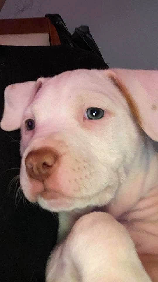 Luna is registered to the contest to win money with this photo: american_bulldog, american_pit_bull_terrier, bull_and_terrier, canidae, carnivore, cordoba_fighting_dog, dog, dog_breed, dogo_argentino, dogo_guatemalteco, fawn, mammal, non_sporting_group, nose, pit_bull, rare_breed_dog, skin, snout, valley_bulldog, vertebrate